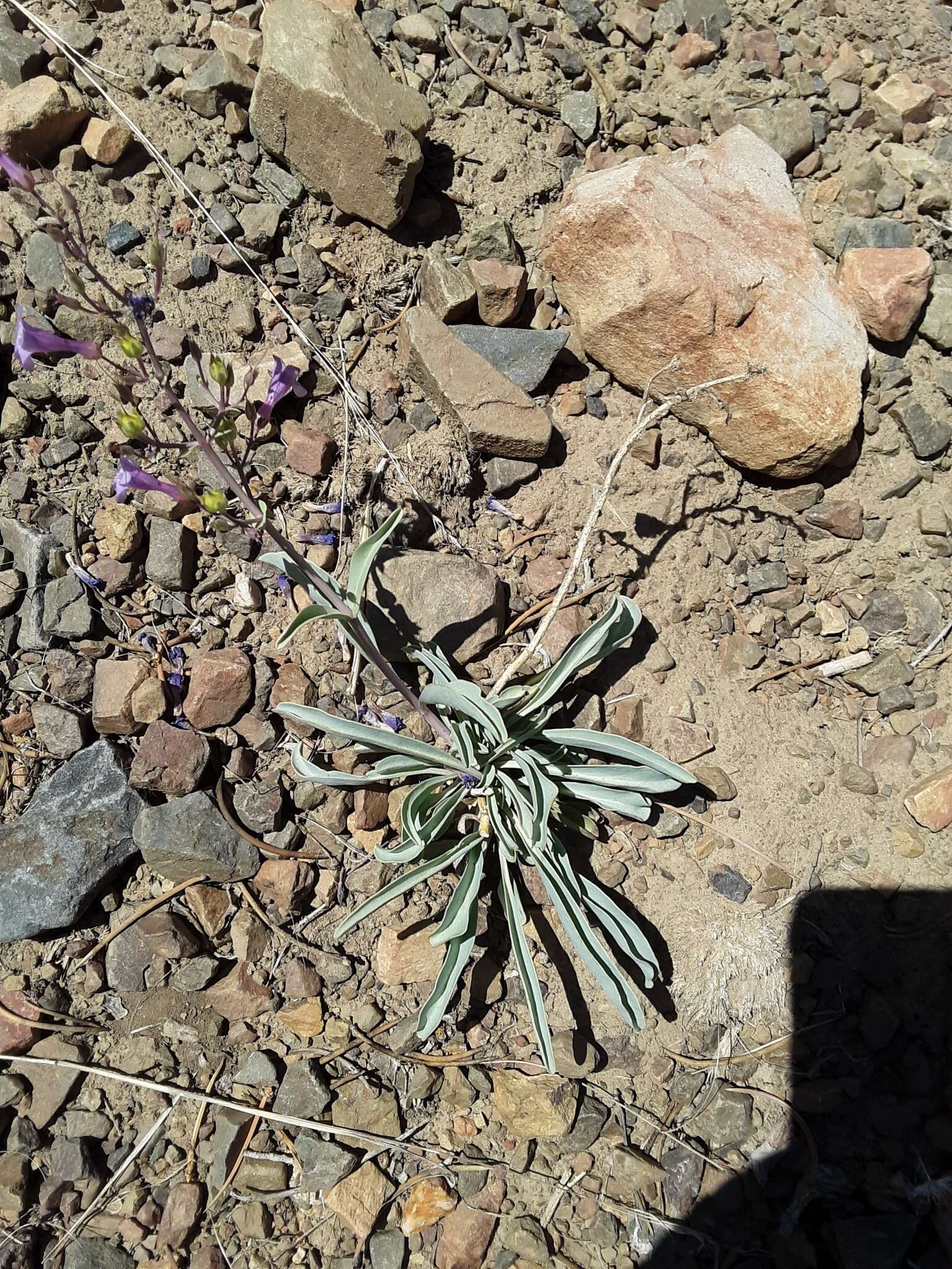 Image of Lone Pine beardtongue