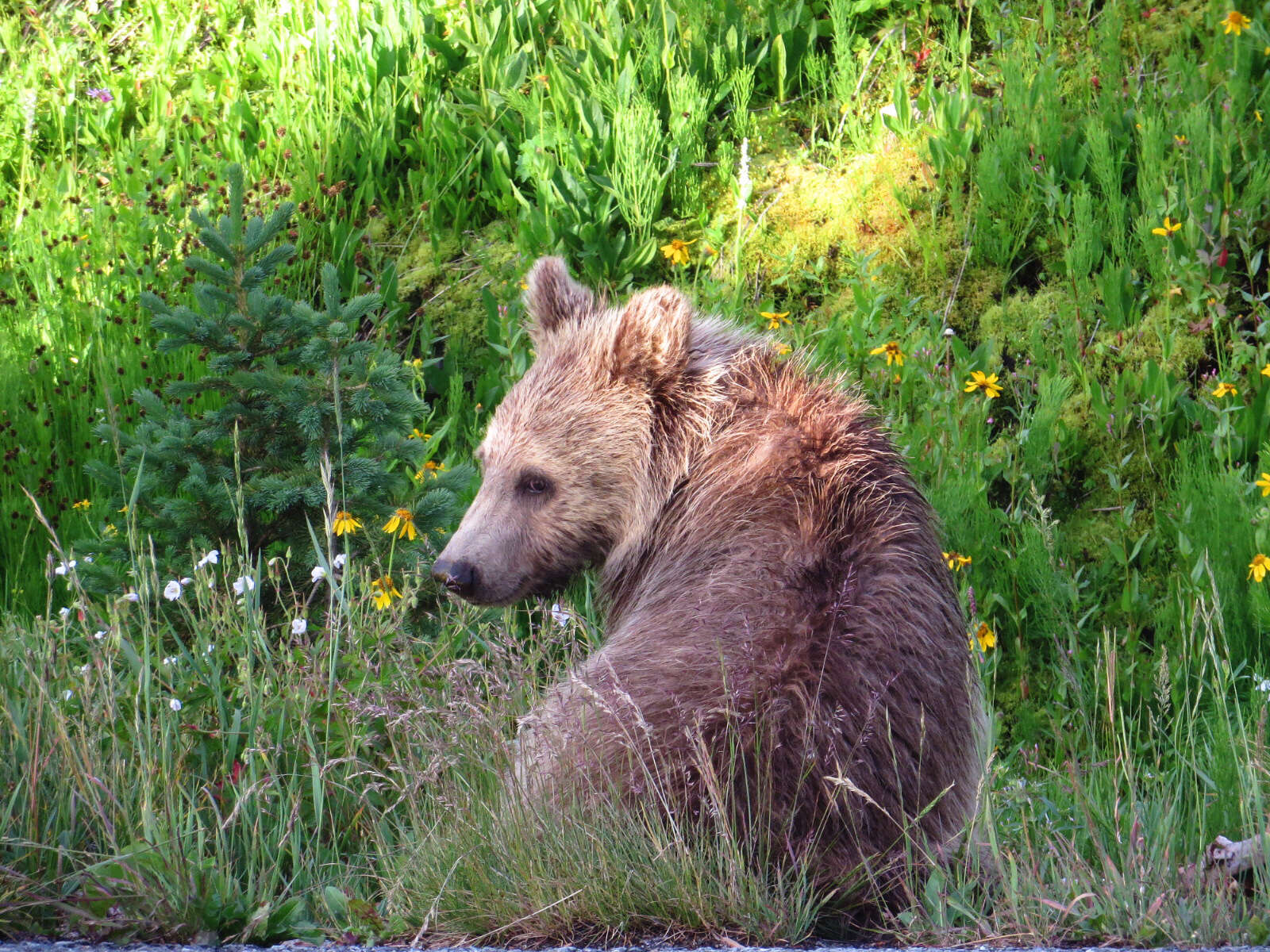 Image of grizzly bear