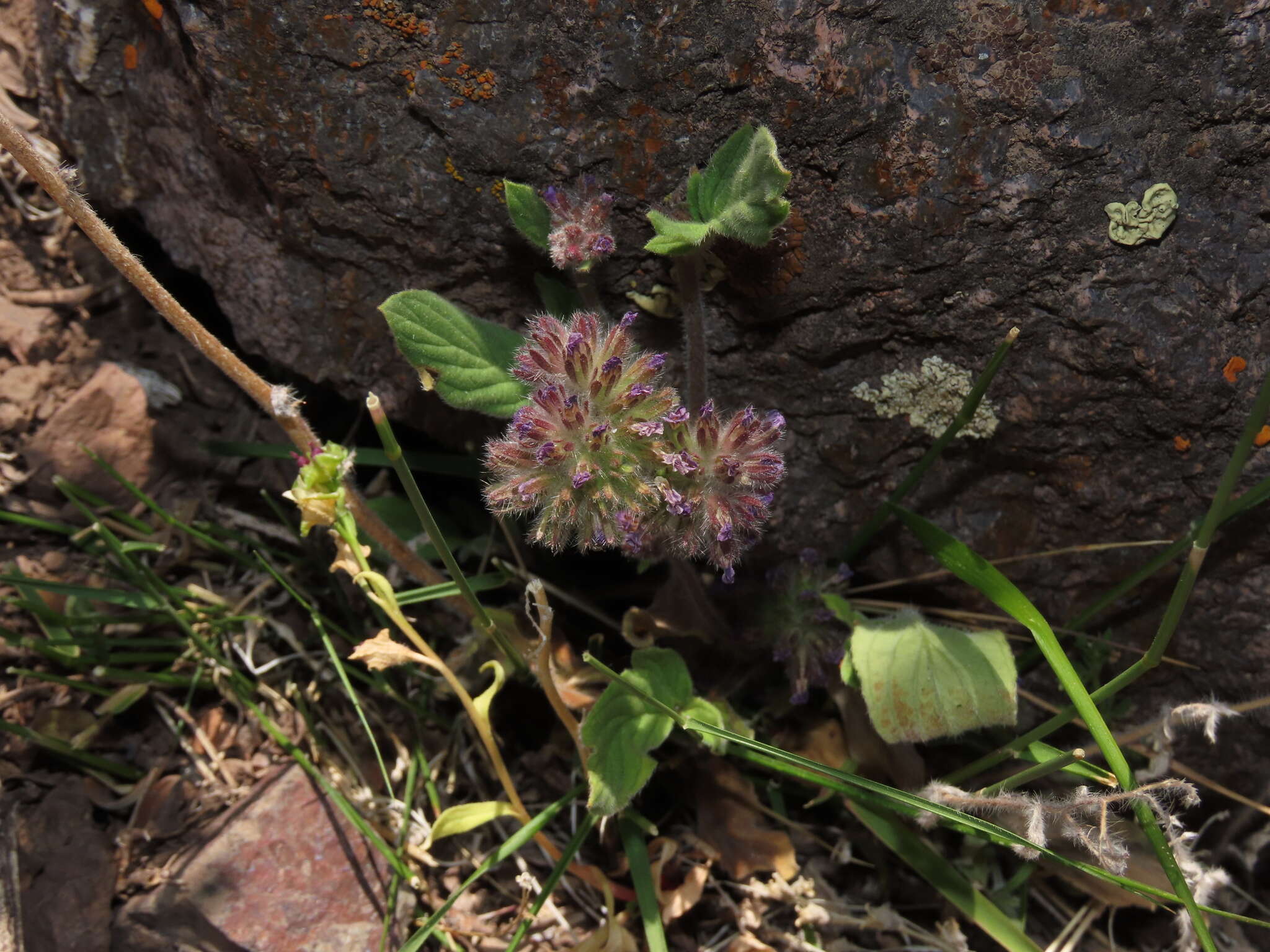 Image of Phacelia brachyantha Benth.