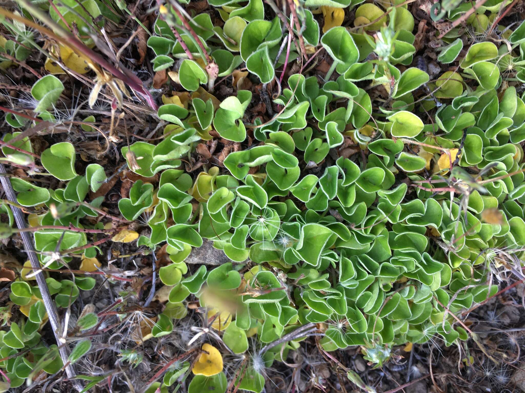 Dichondra donelliana Tharp & M. C. Johnston resmi