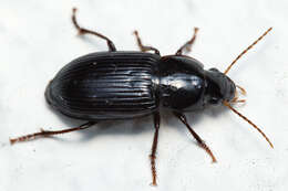 Слика од Harpalus (Cryptophonus) tenebrosus Dejean 1829