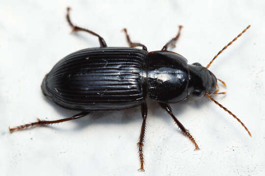 Plancia ëd Harpalus (Cryptophonus) tenebrosus Dejean 1829