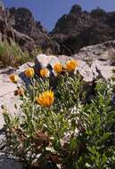 Image of Chrysanth Rain Daisy