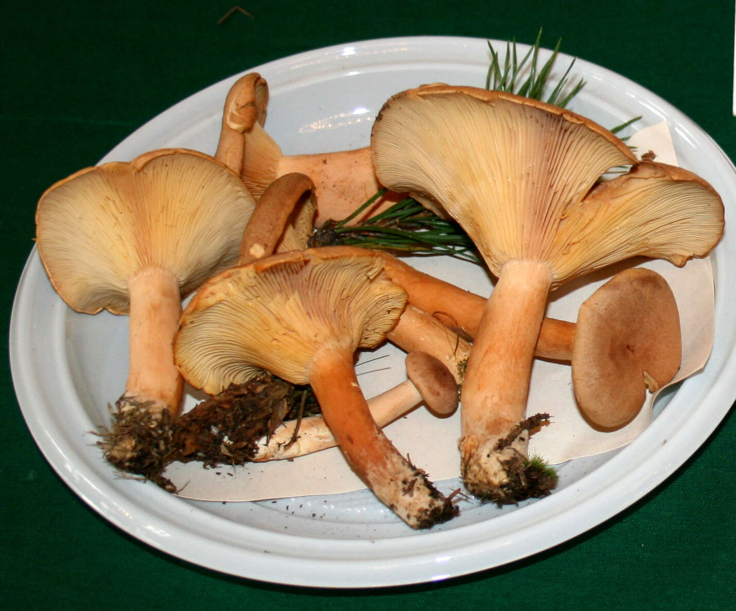 Lactarius helvus (Fr.) Fr. 1838 resmi