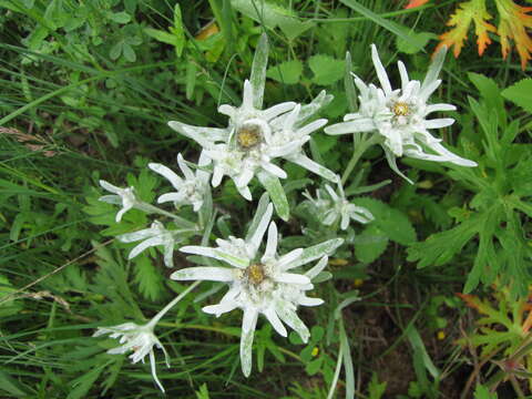 Image of Leontopodium campestre (Ledeb.) Hand.-Mazz.