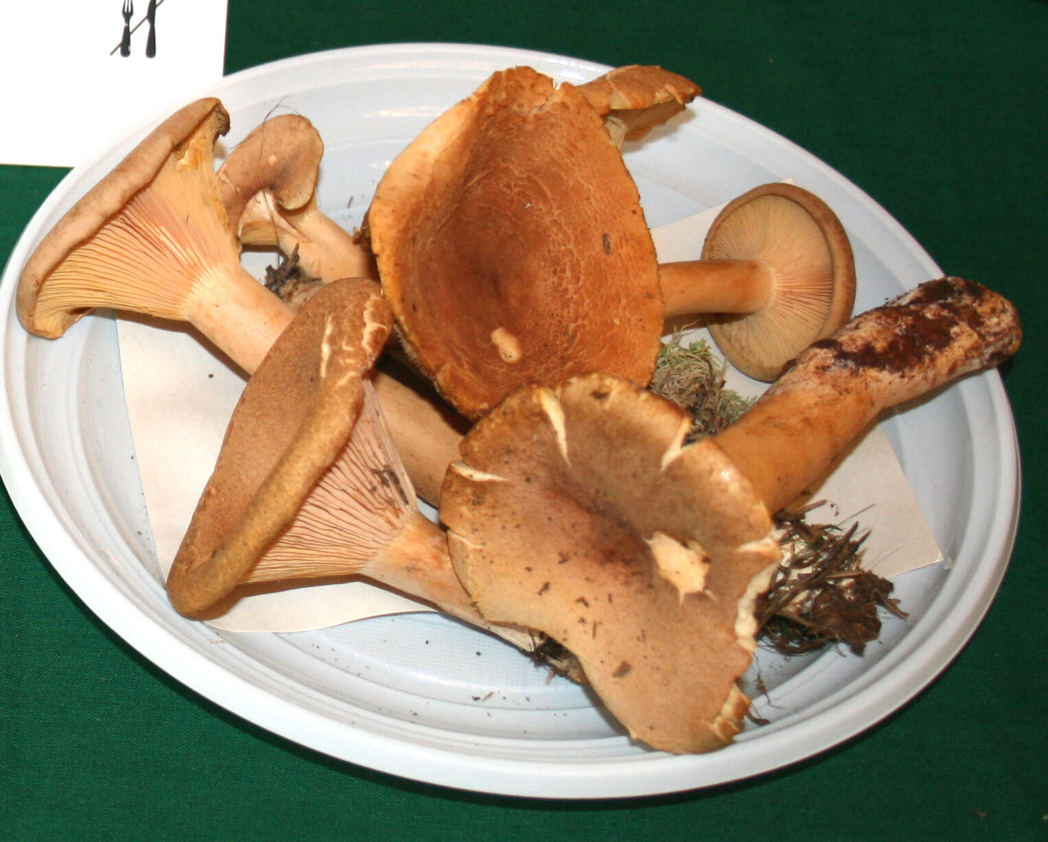 Lactarius helvus (Fr.) Fr. 1838 resmi