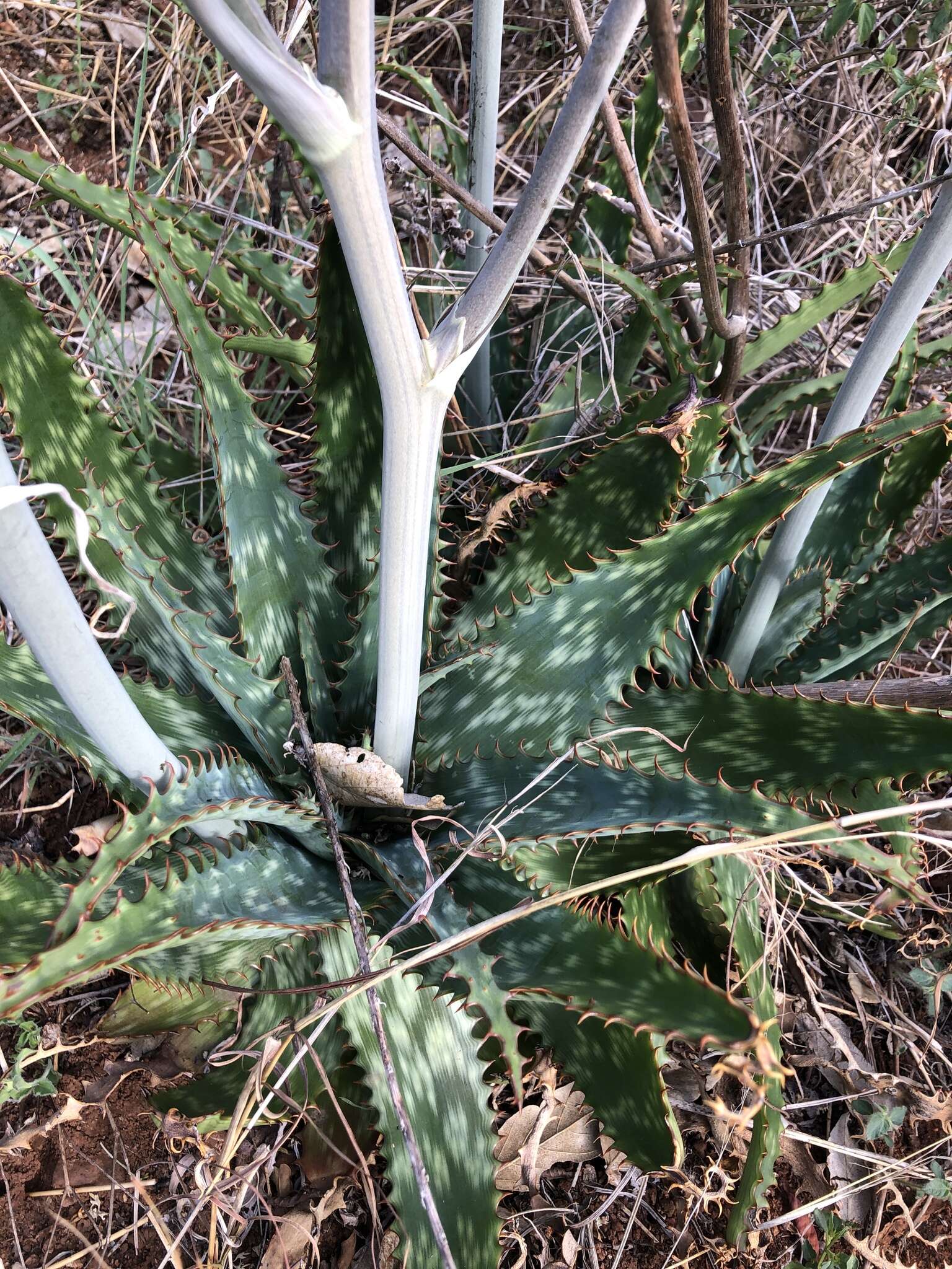 Image of Aloe greatheadii Schönland