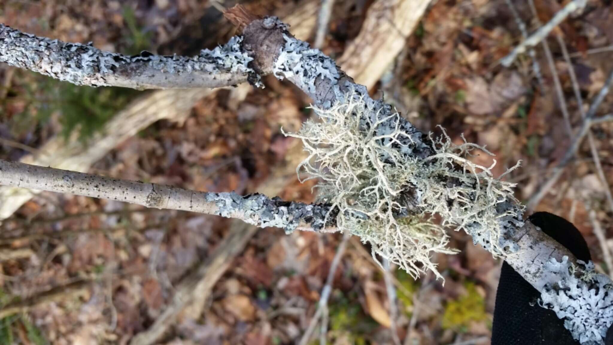 Image of Boreal oakmoss lichen