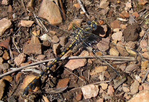 Imagem de Ceratogomphus triceraticus Balinsky 1963