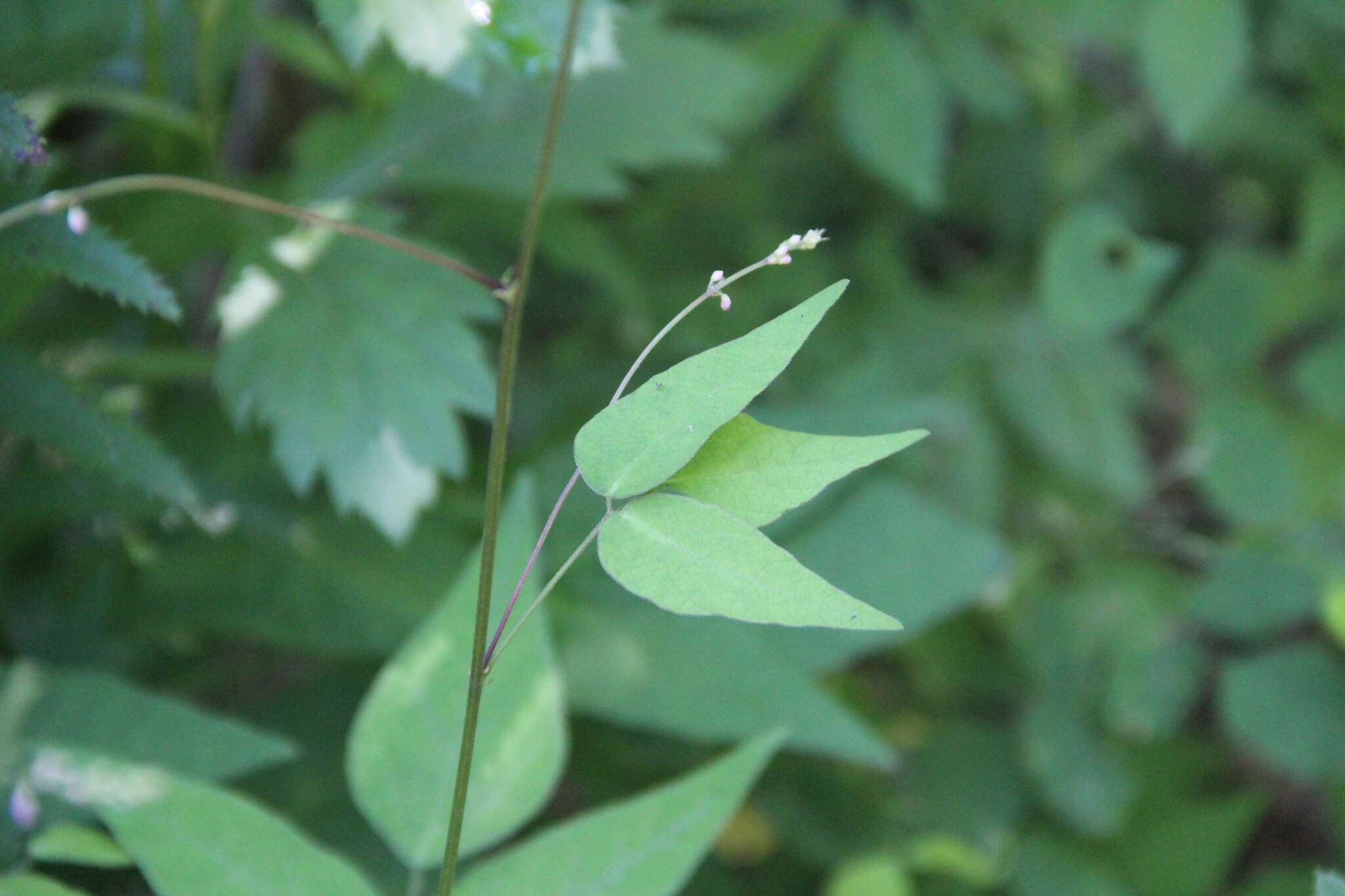 Image of Hylodesmum podocarpum subsp. oxyphyllum (DC.) H. Ohashi & R. R. Mill