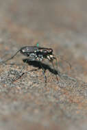 Plancia ëd Cicindela (Cicindelidia) rufiventris rufiventris Dejean 1825