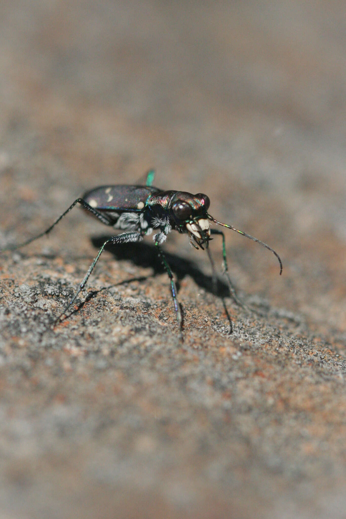 Plancia ëd Cicindela (Cicindelidia) rufiventris rufiventris Dejean 1825