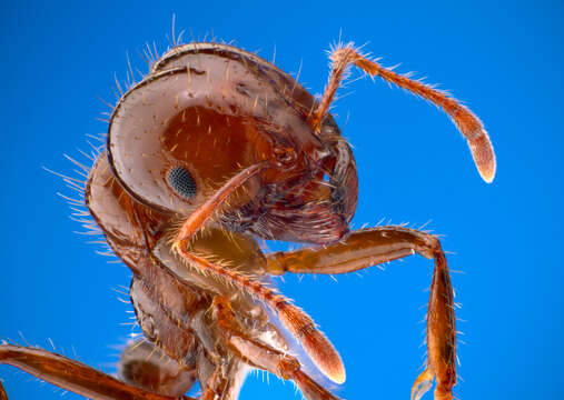 Image of Red imported fire ant