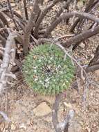 Image of Mammillaria melanocentra subsp. melanocentra