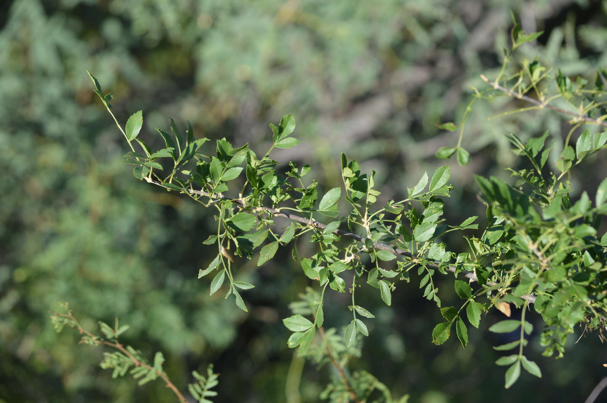 Image of Goodding's ash