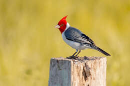 Image of Red-crested Cardinal