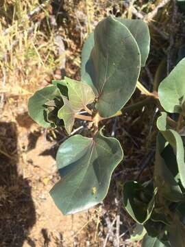 Image de Mirabilis multiflora var. pubescens S. Wats.