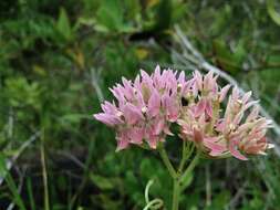 Слика од Asclepias rubra L.