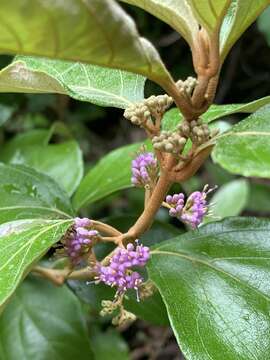 Image of Callicarpa candicans (Burm. fil.) Hochr.