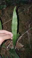 Image of Deparia lancea (Thunb. ex Murray) Fraser-Jenkins