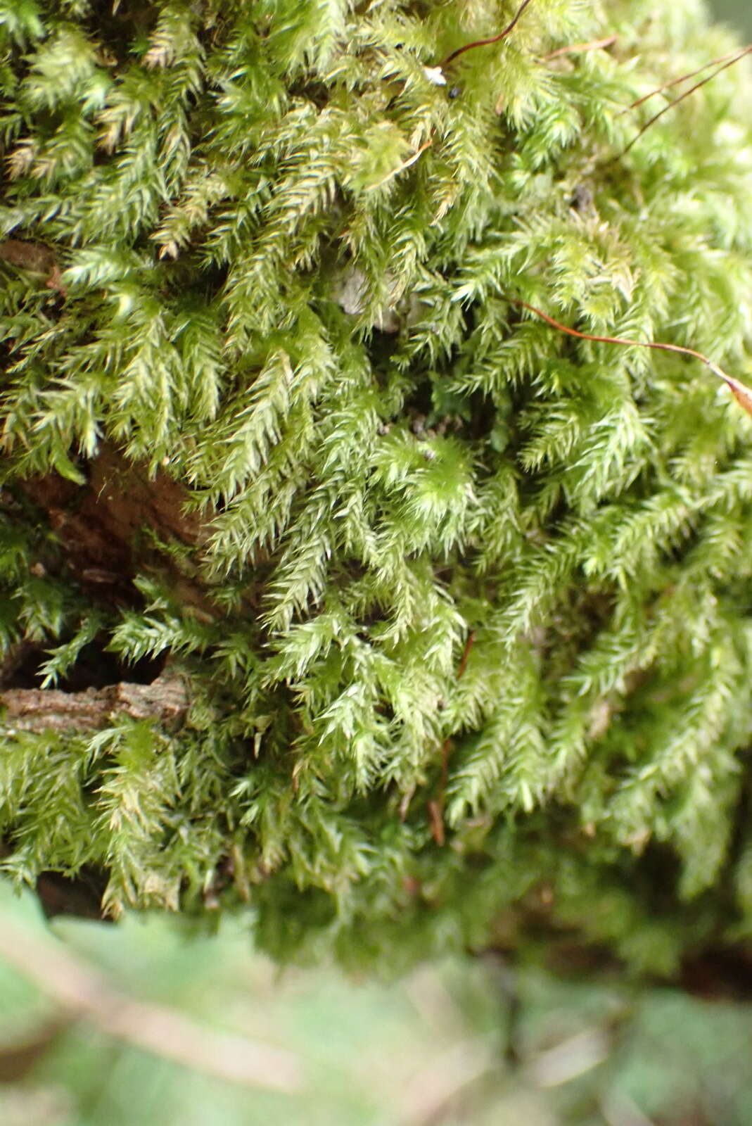 Image of palamocladium moss