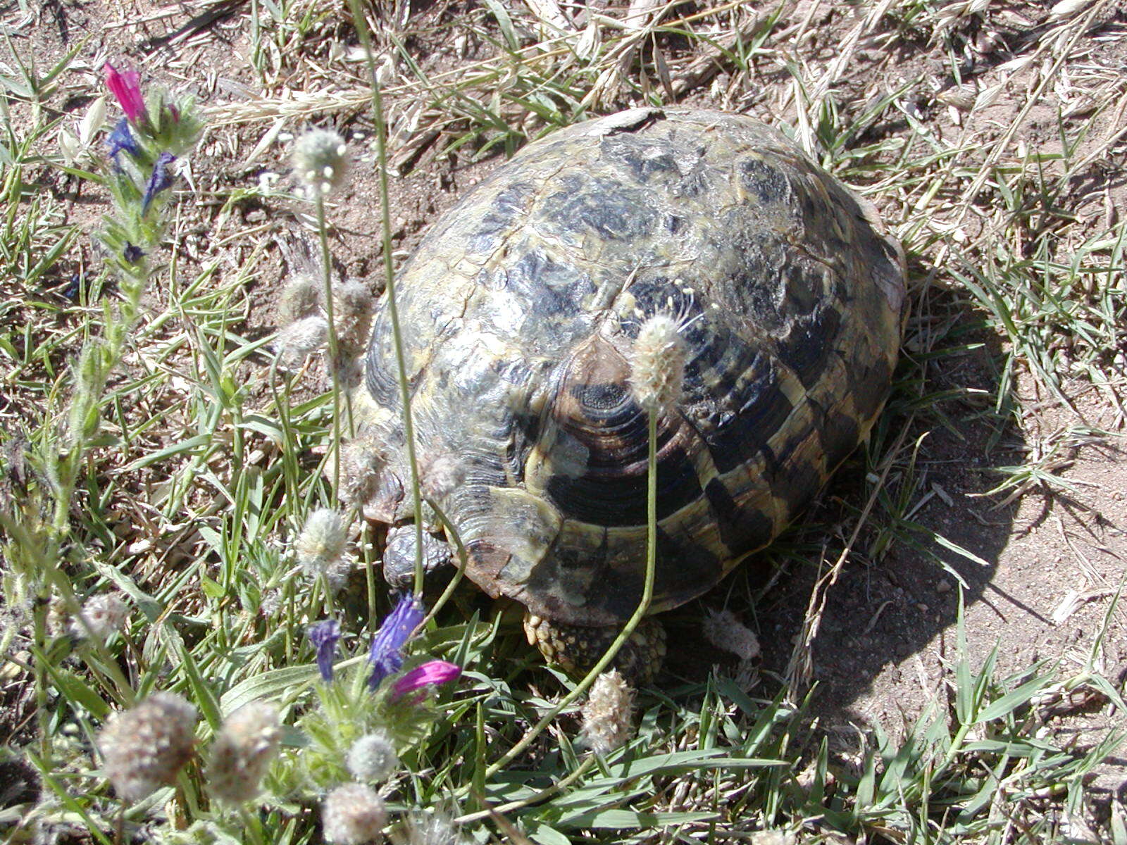 Image of Hermann's Tortoise