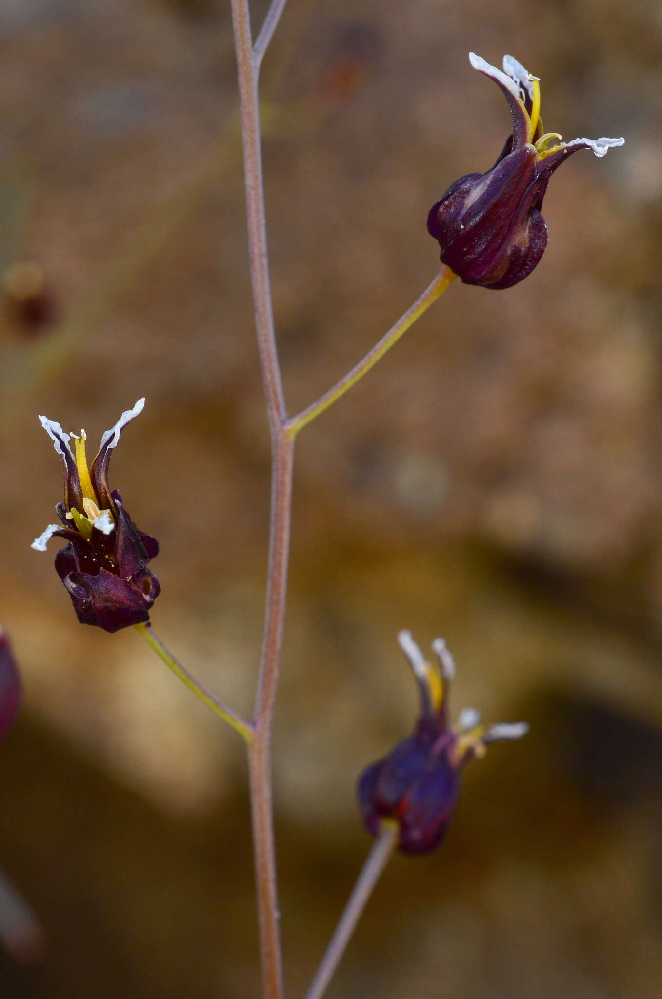 Image of Tiburon jewelflower