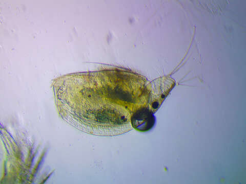 Image of gliding waterflea