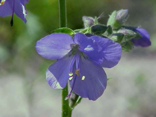 Image de Polémoine bleue