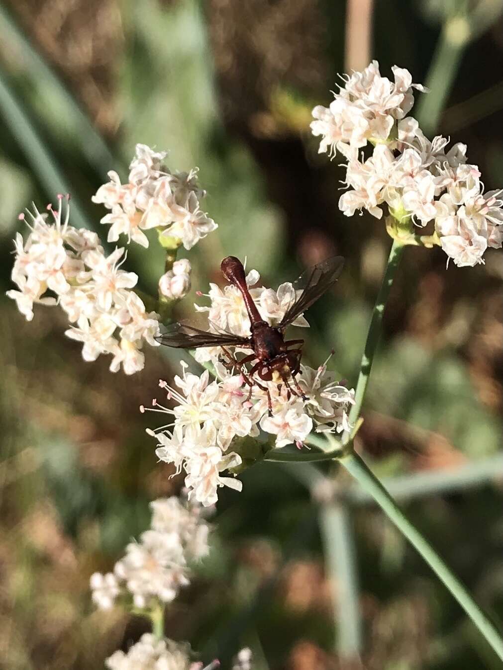 صورة Physocephala burgessi (Williston 1882)