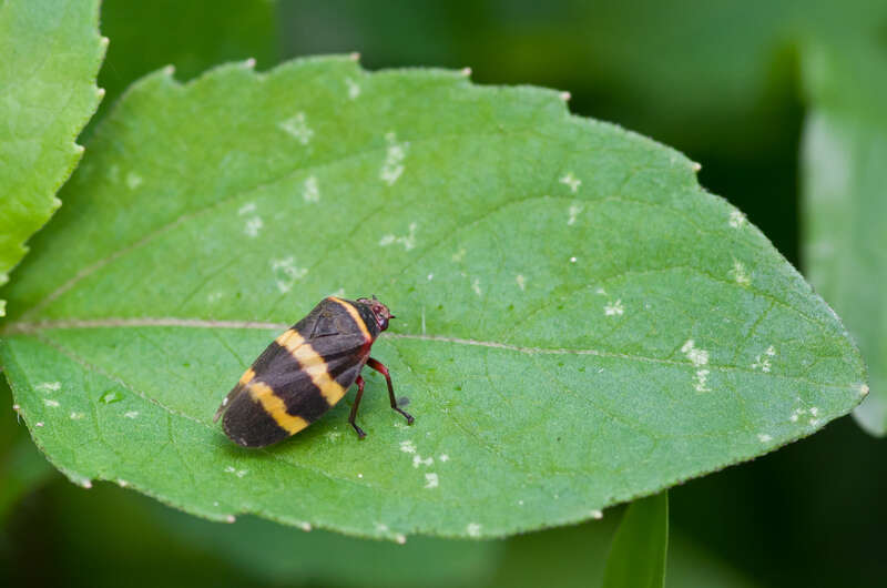 Image of Prosapia simulans (Walker 1858)