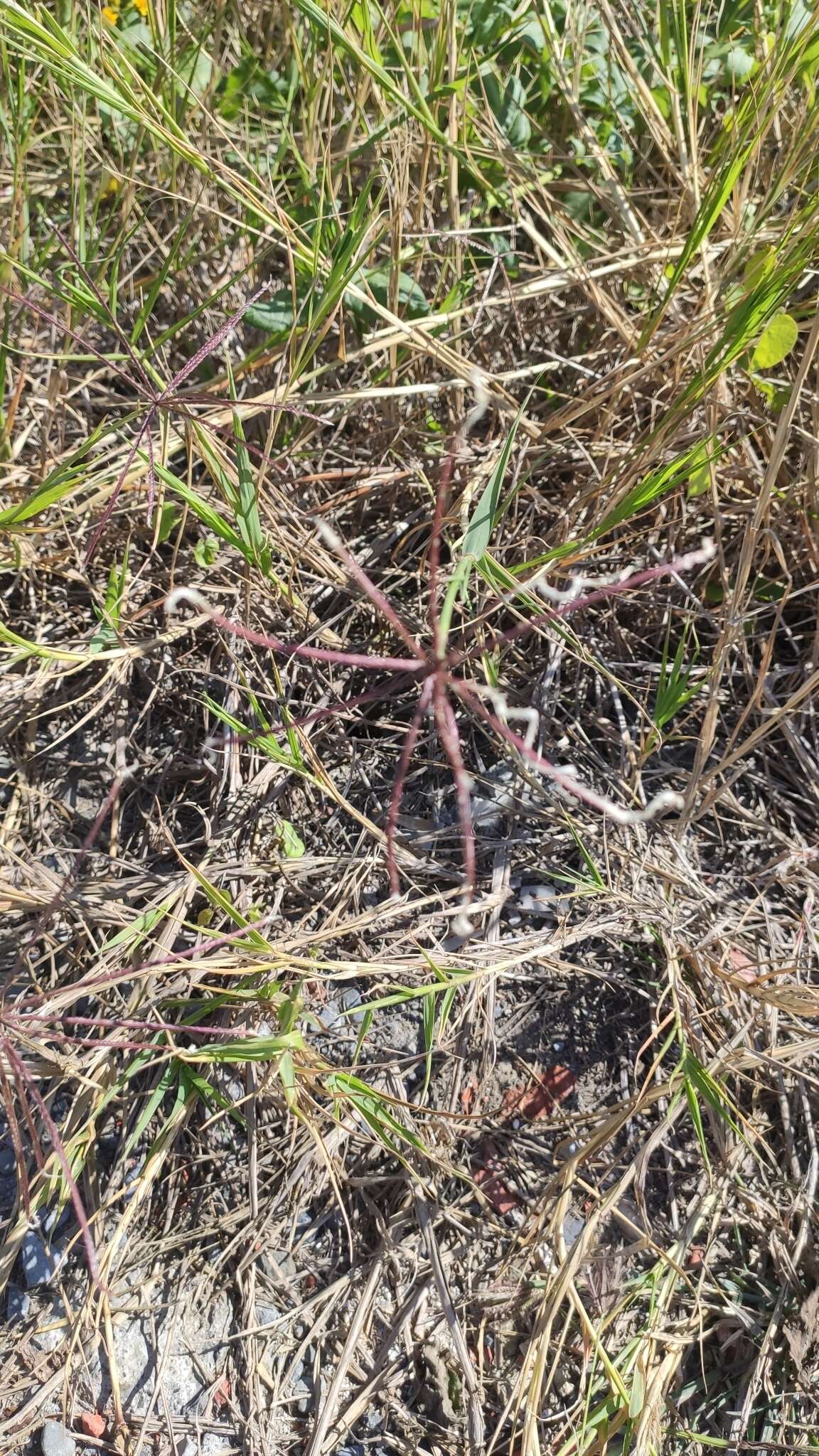 Image of African Bermudagrass