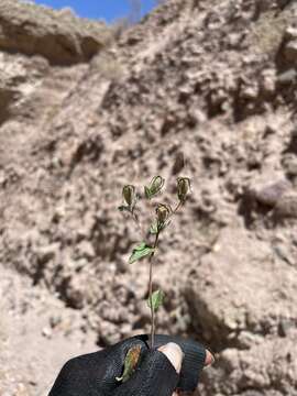 Image of Mentzelia scabra subsp. chilensis (Gay) Weigend