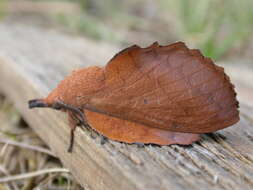 Image of lappet moth