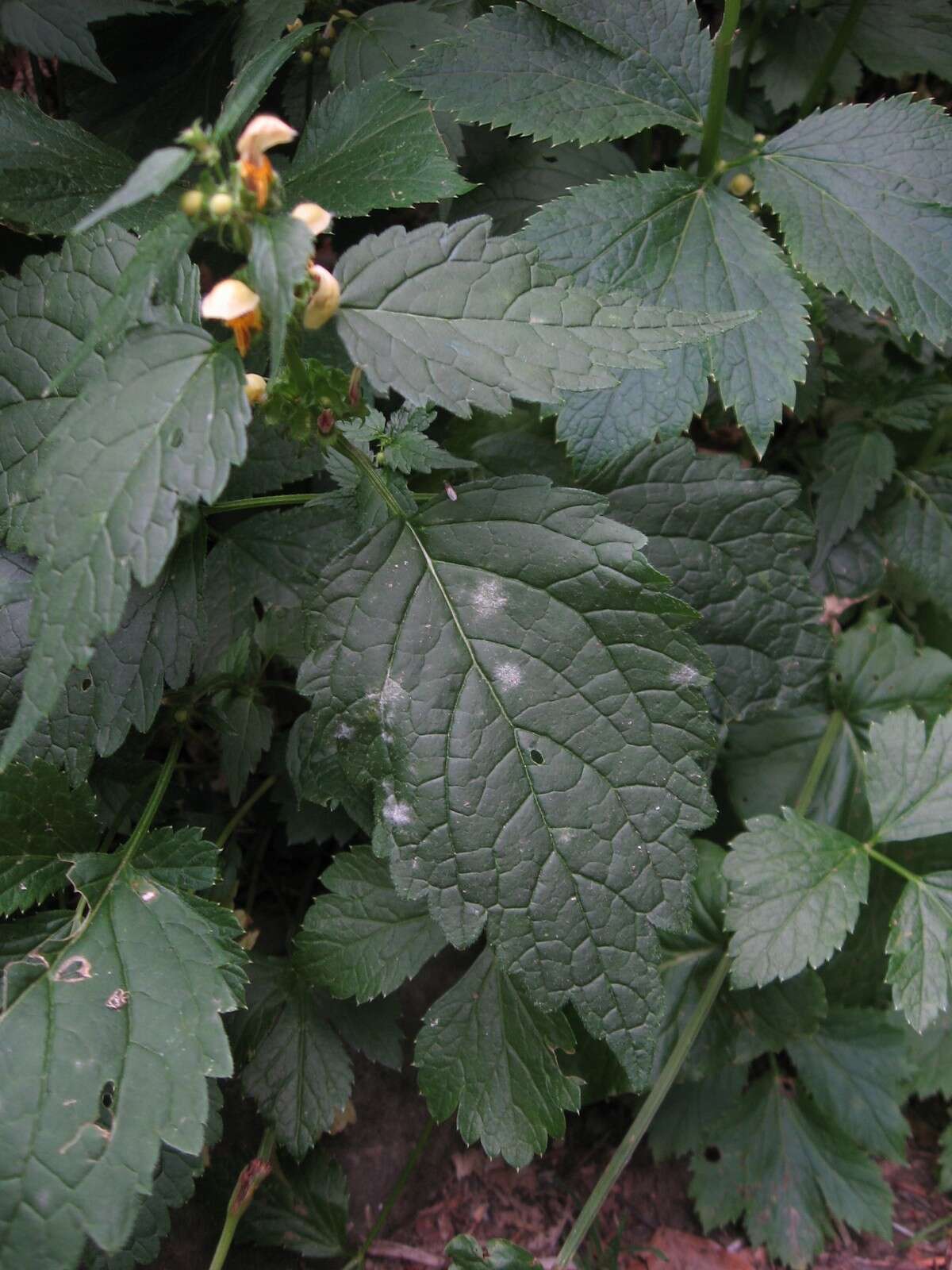 Imagem de Lamium galeobdolon subsp. flavidum (F. Herm.) Á. Löve & D. Löve