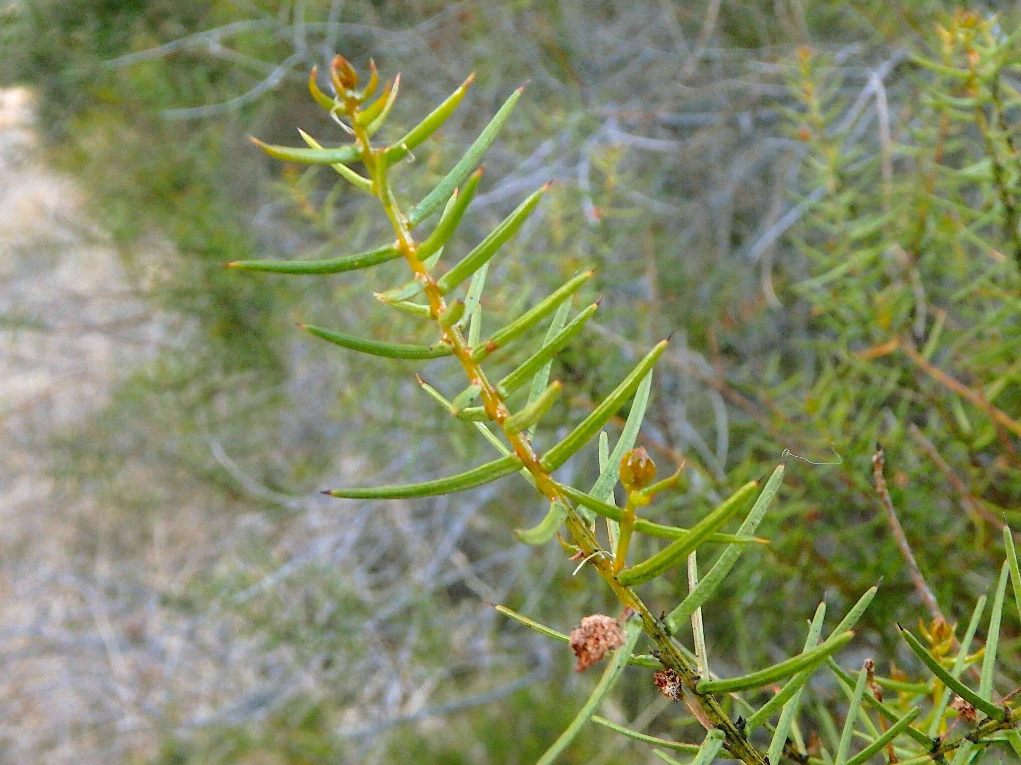 Imagem de Acacia rupicola F. Muell. ex Benth.