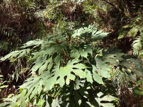 Image of Fatsia polycarpa Hayata