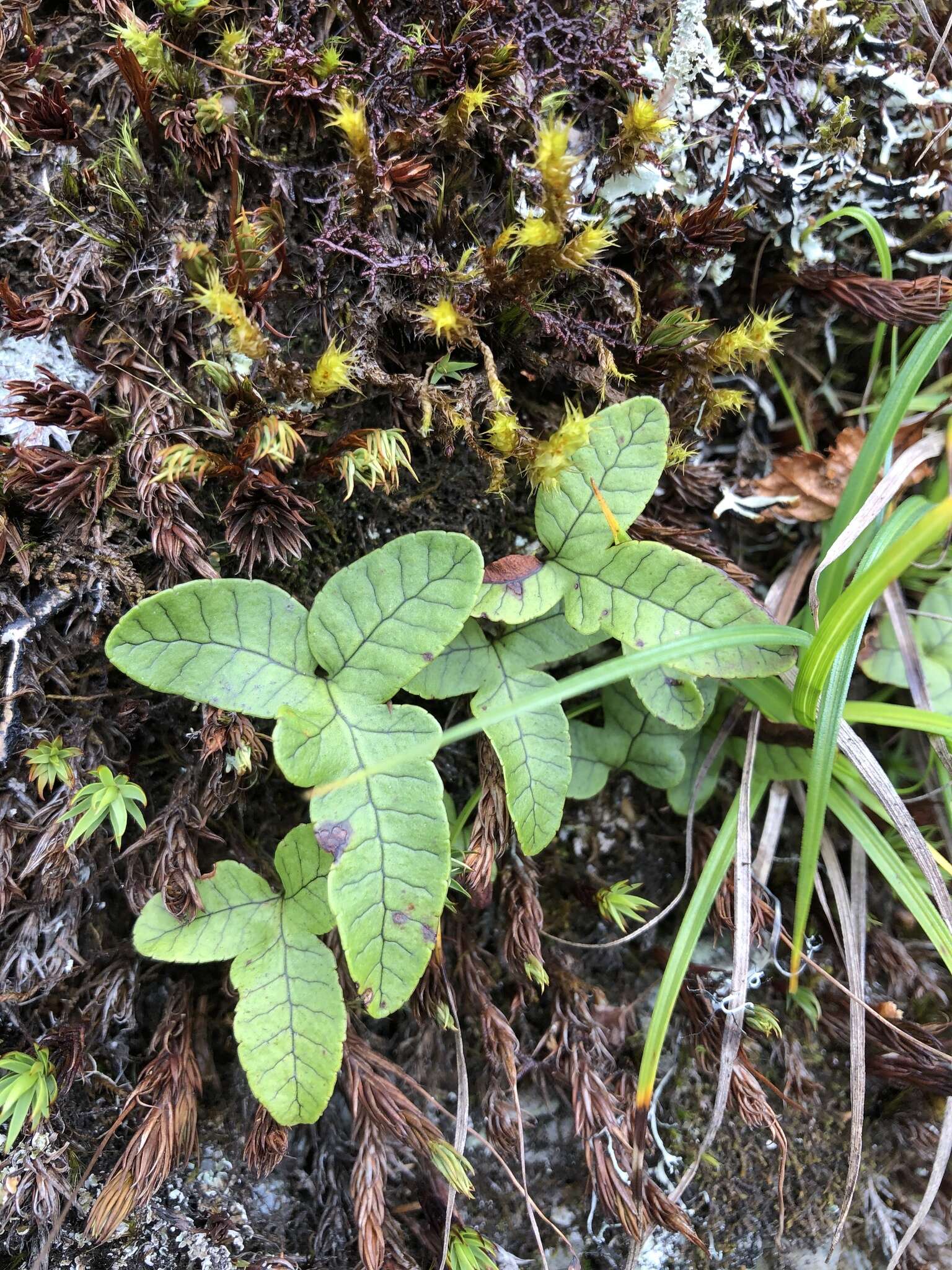 Pichisermollodes quasidivaricata (Hayata) Fraser-Jenk.的圖片