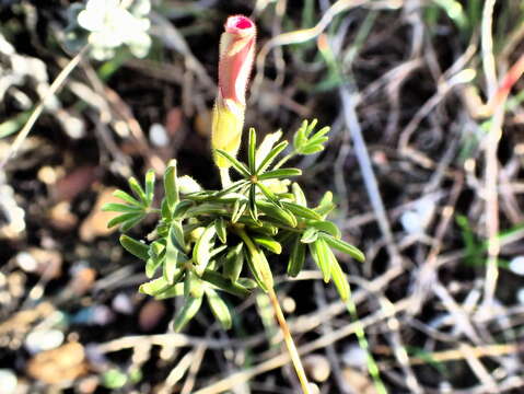 Imagem de Oxalis engleriana Schlechter