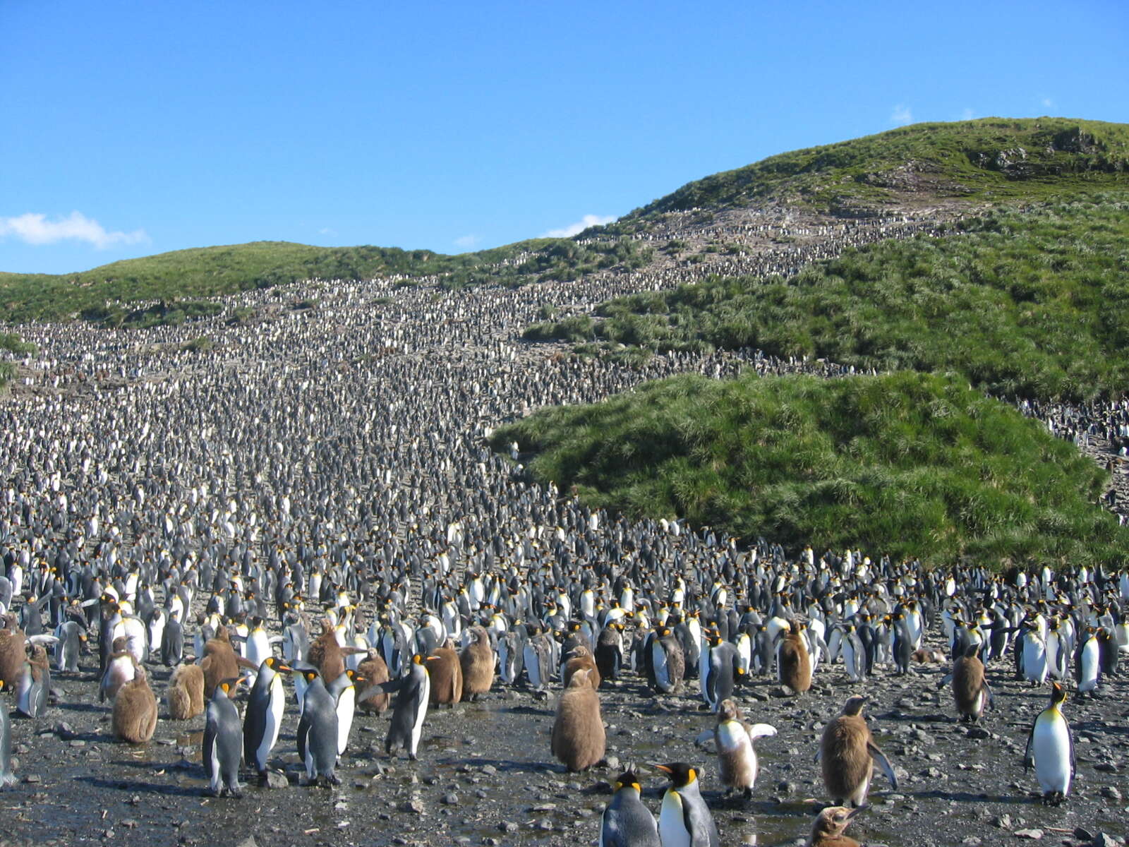 Image of King Penguin