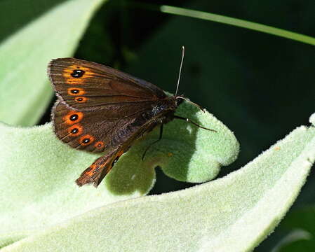 Image of woodland ringlet