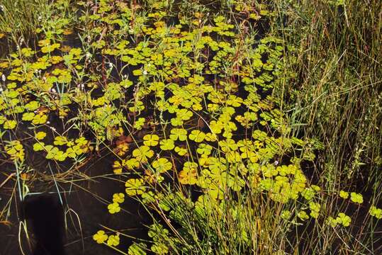 Слика од Marsilea macrocarpa Presl