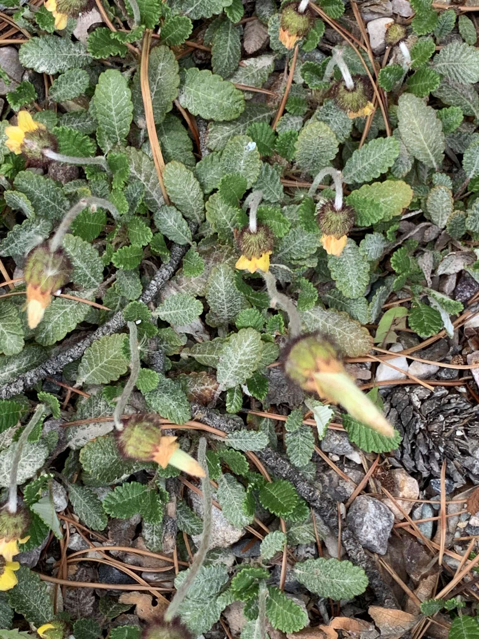 Image of Drummond's mountain-avens