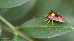 Image of Sastragala esakii Hasegawa 1959