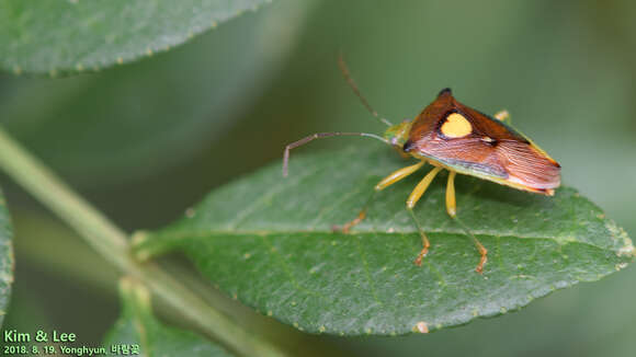 Image of Sastragala esakii Hasegawa 1959