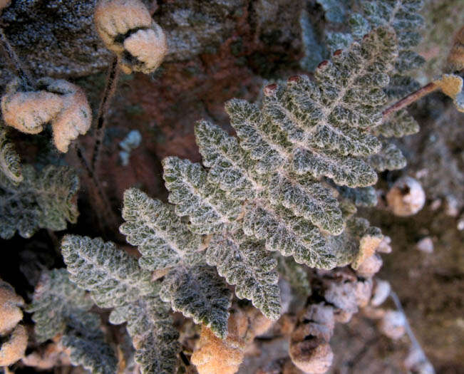 Image of Newberry's lipfern