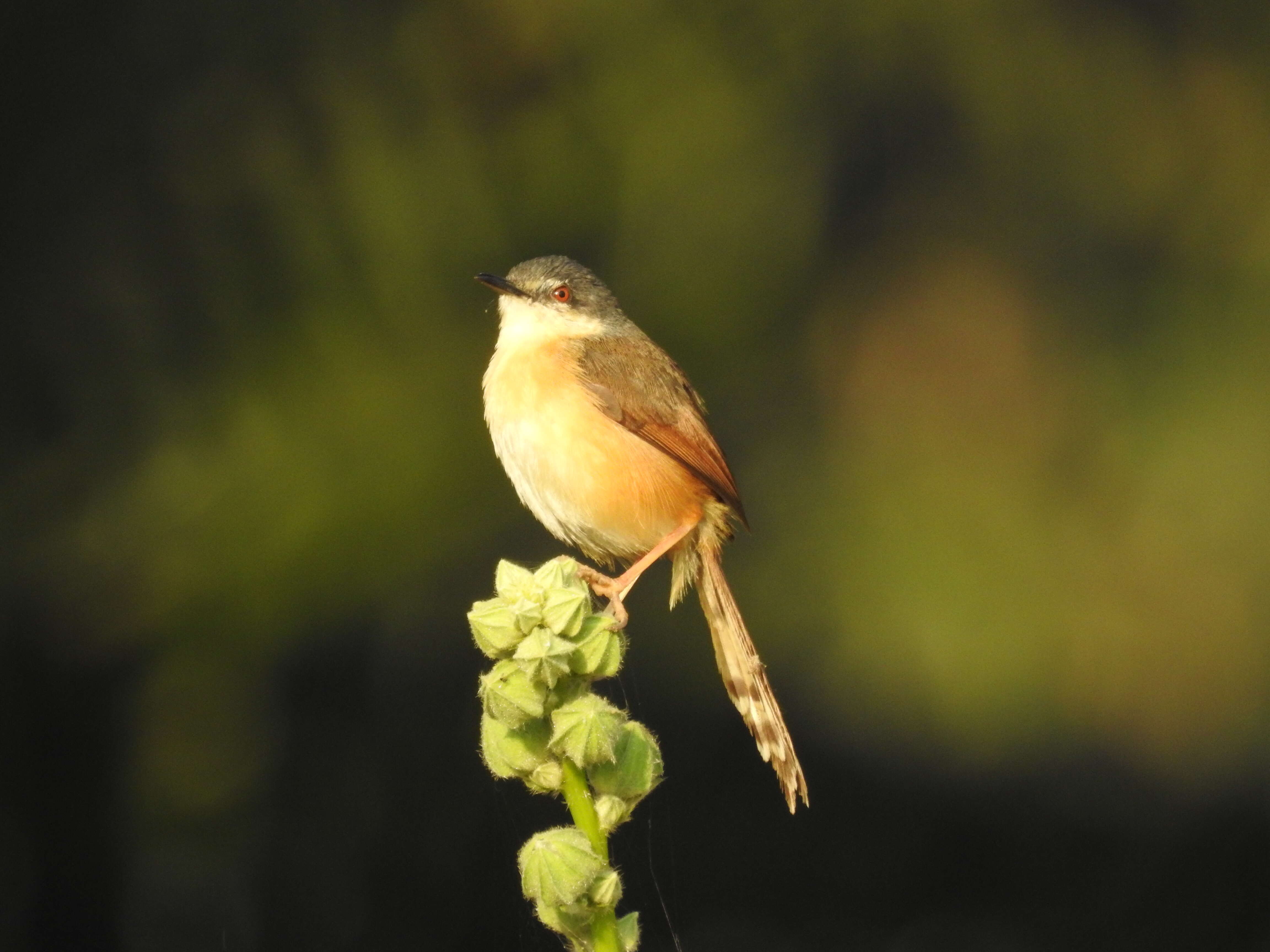 Image of Ashy Prinia