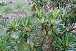 صورة Rhododendron alutaceum I. B. Balf. & W. W. Sm.