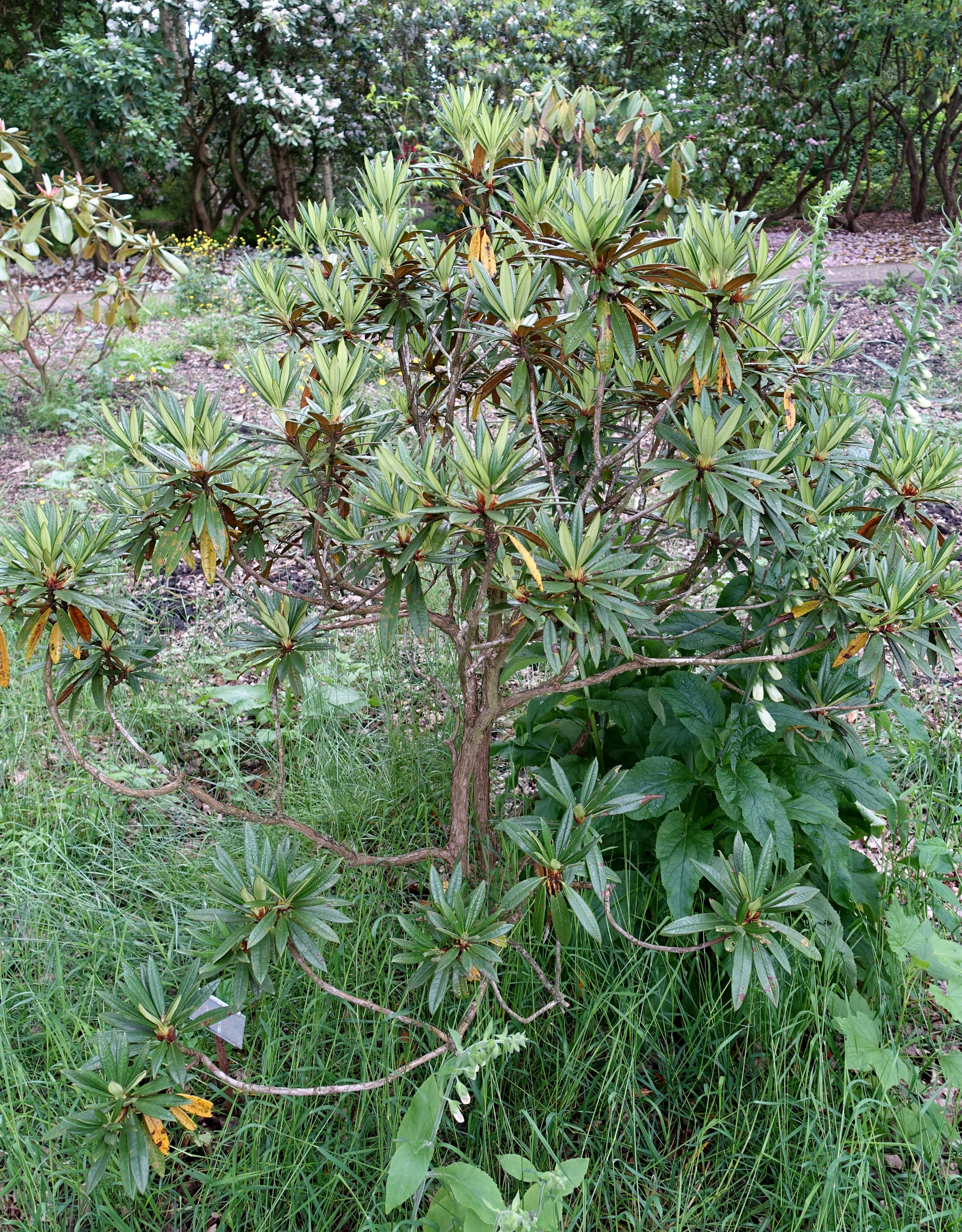 Слика од Rhododendron alutaceum I. B. Balf. & W. W. Sm.