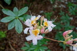 صورة Rhododendron occidentale (Torr. & Gray) A. Gray